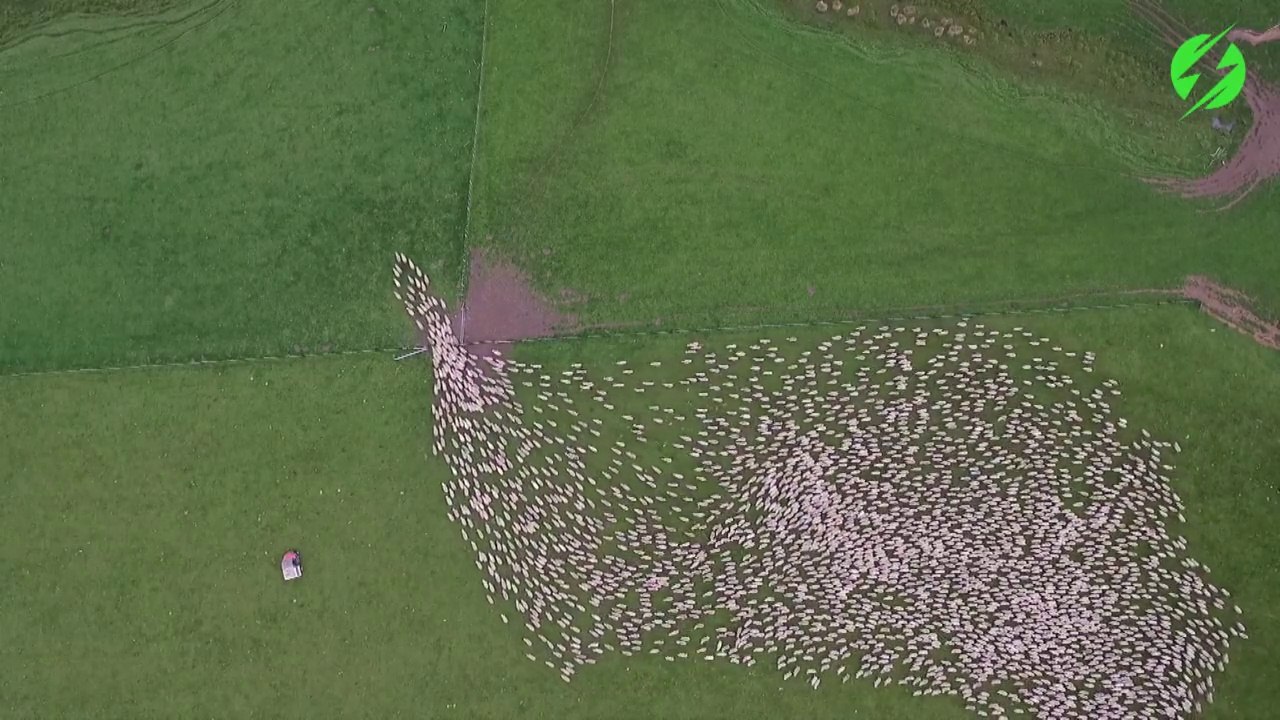 Les magnifiques images d'un troupeau de moutons vu du ciel... Nouvelle Zélande