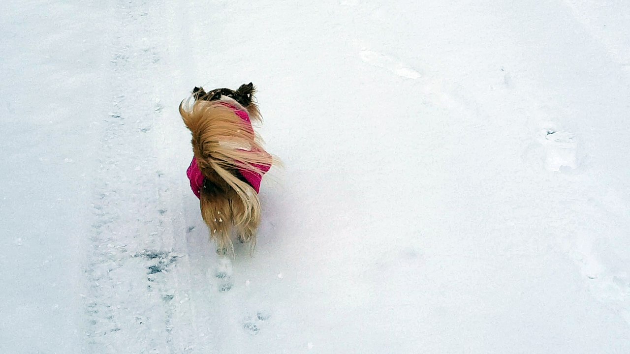En balade dans la neige