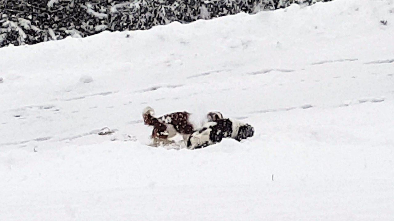 en balade dans la neige (3)