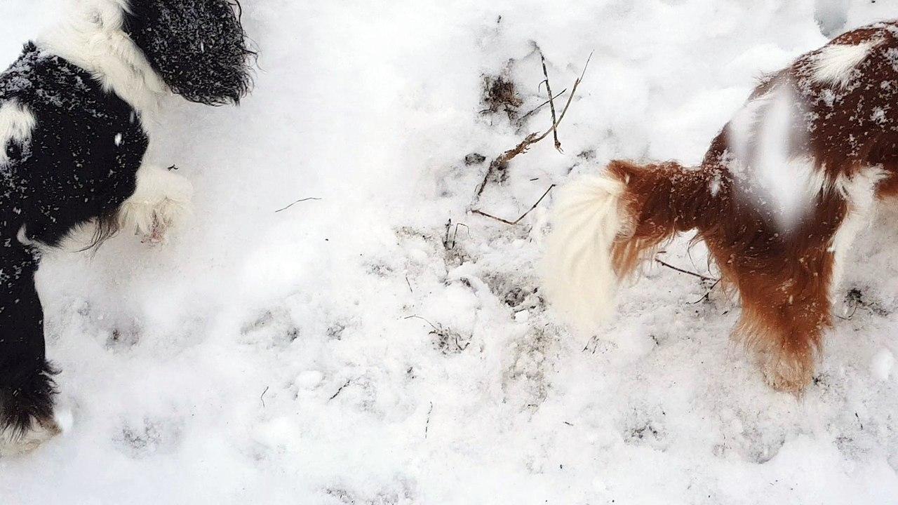 en balade dans la neige recherche des mulots