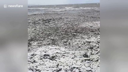 Firth of Tay partially freezes during monster storm