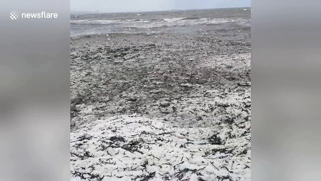 Firth of Tay partially freezes during monster storm