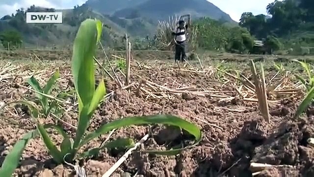 Fair Trade: Purple Rice from Laos | Global 3000