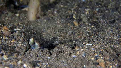 Tiger Mantis Shrimp Hunting