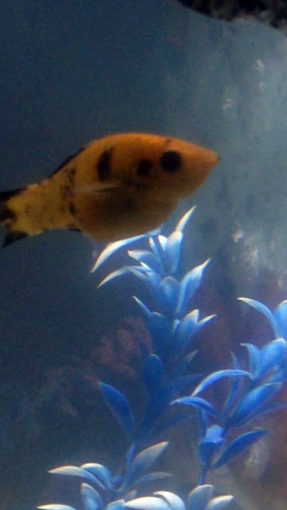 A Fish beautiful world by pogo