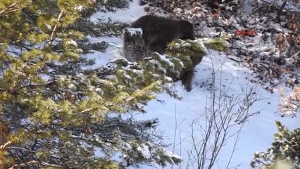 Giresun' Anne Ayının Zorlu Mücadelesi Giresun'da Kameralara Yansıdı