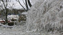 Trees in Northern Ireland completely covered in ice after winter storm