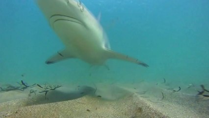 Cerca de 15.000 tiburones de punta negra llegan a las costas del sur de Florida