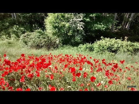 sonidos relajantes agua y pajaros