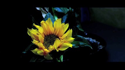 Feelings Are Temporary - Motivational Video By Sandeep Maheshwari (Hindi)