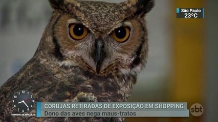 Dono de corujas retiras de exposição nega que elas sofreram maus-tratos