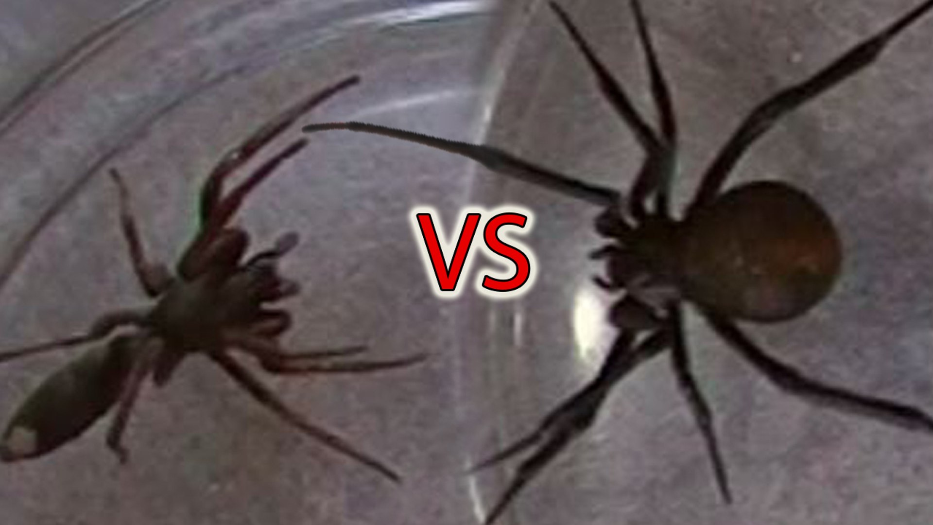 White Tailed Spider vs Redback Spider