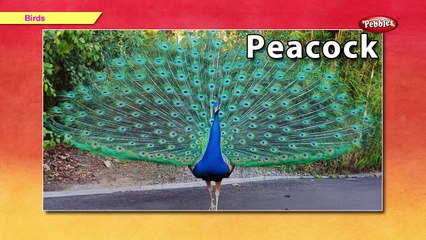 Lets Learn About Birds | Learn Birds For Kids | Pre School Junior | Birds Song