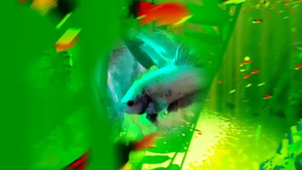 Small fish in the big ocean.