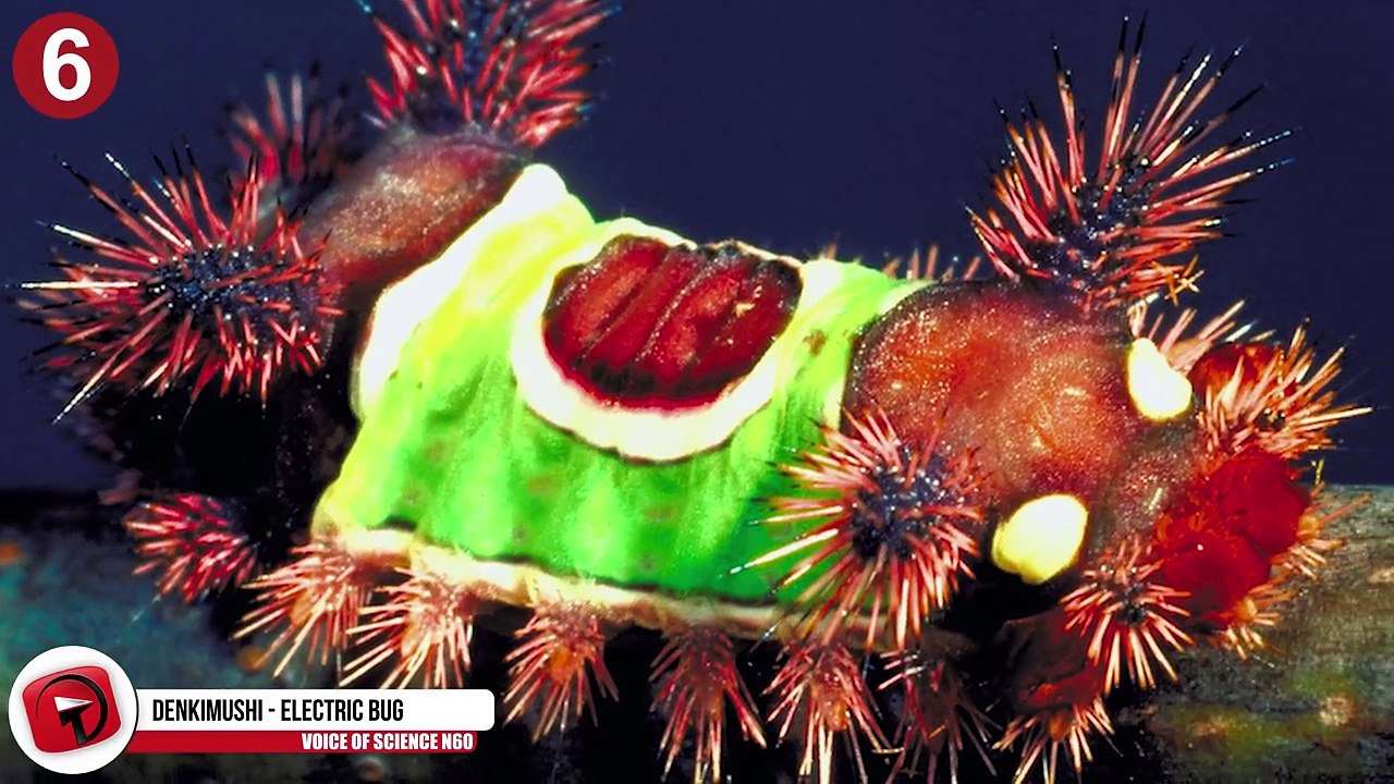 11 Most Terrifying Bugs