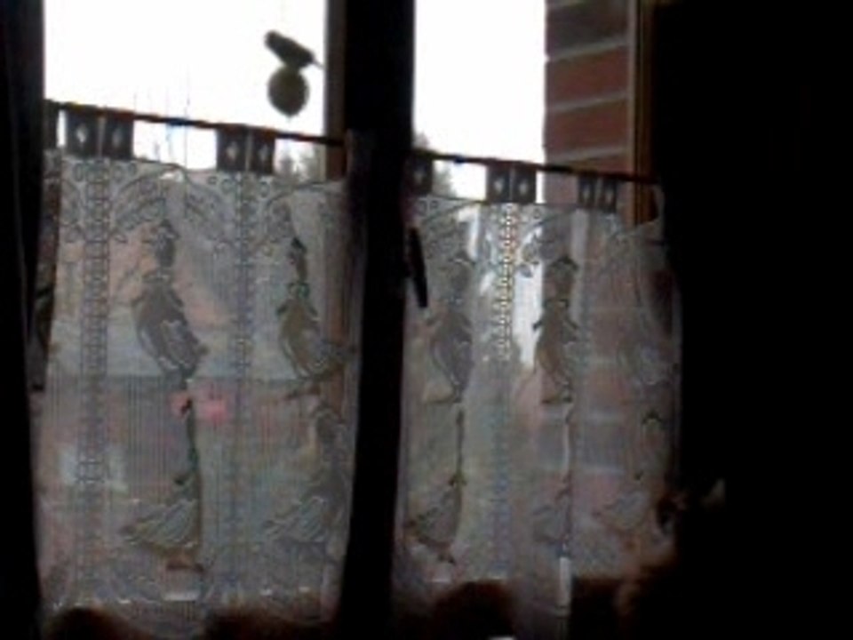 Le supplice de mon chat