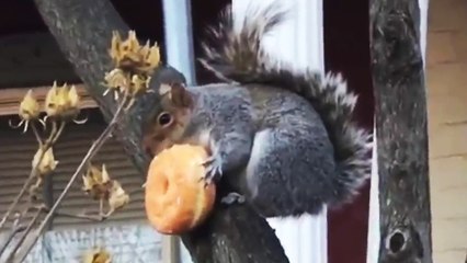 Un écureuil mange un donut