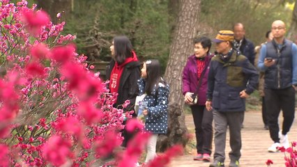 성큼 다가선 봄기운...나들이객 북적 / YTN