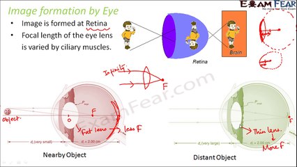 Physics Human Eye part 2 (Image formation by eye) CBSE class 10 X