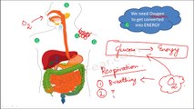 Biology Organisms & Their Surroundings Part 19 (Living Organisms Respire) Class 6 VI