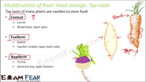 Biology Getting to Know Plants Part 15 (Root modification: food storage, respiration) Class 6 VI