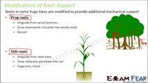 Biology Getting to Know Plants Part 16 (Root modification: support, photosynthesis) Class 6 VI