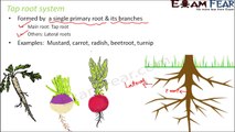 Biology Getting to Know Plants Part 13 (Roots: Function & Types) Class 6 VI