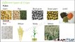 Biology Food Part 6 (Pulses, Cereals, Oil Seeds) Class 6 VI