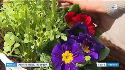 Intempéries à Montpellier : un jour d'après difficile pour les professionnels