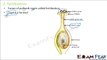 Biology Reproduction in Plants Part 15 (Fertilization, Seed Formation, Germination) Class 7 VII