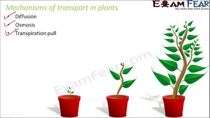 Biology Transport in Plants Animals Part 23 (Mechanism: Diffusion Osmosis) Class 7 VII