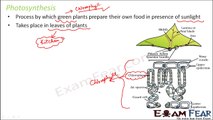 Biology Nutrition in Plants Part 4 (Photosynthesis) Class 7 VII