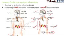Biology Adolescence Part 10 (Thyroid Hormones) Class 8  VIII
