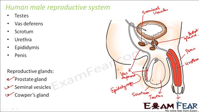 Biology Reproduction in Animals Part 7 (Male Reproductive Organs) Class 8 VIII