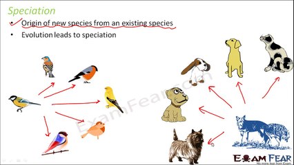 Biology Evolution part 13 (Speciation) class 12 XII