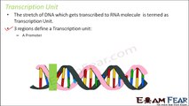 Biology Molecular Basis of Inheritance part 19 (Transcription Unit) class 12 XII