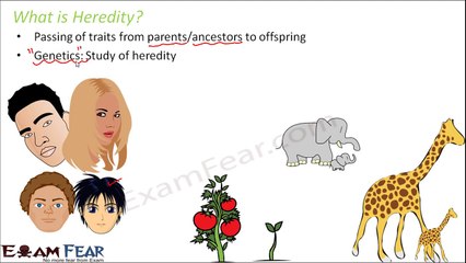 Biology Inheritance Principle part 1 (Introduction) class 12 XII