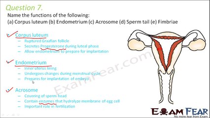 Biology Human Reproduction part 22 (Questions 2) class 12 XII