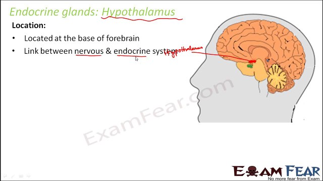 Biology Chemical Coordination & Integration part 6 (Hormones, Endocrine system) CBSE class 11 XI