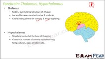 Biology Neural Control & Coordination part 17 (Forebrain: Thalamus, Hypothalamus) CBSE class 11 XI