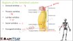 Biology Locomotion & Movement part 15 (Axial , vertebral column, Sternum , Ribs) CBSE class 11 XI