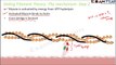 Biology Locomotion & Movement part 11 (Sliding Filament theory step wise) CBSE class 11 XI