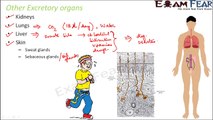 Biology Excretory Products & Elimination part 14 (Other excretory Organs) CBSE class 11 XI
