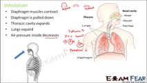 Biology Breathing & Exchange of Gases part 8 (Mechanism of breathing) CBSE class 11 XI