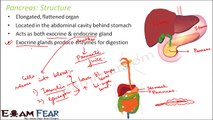 Biology Digestion & Absorption part 12 (Pancreas role in digestion) CBSE class 11 XI