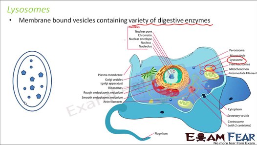 Biology Cell Unit of Life part 18 (Lysosomes) CBSE class 11 XI - video