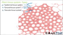 Biology Anatomy of Flowering Plants part 10 (Plant tissue system: epidermis) CBSE class 11 XI