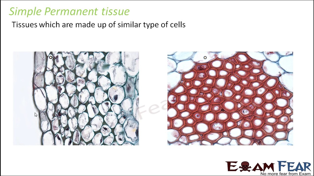 Biology Anatomy of Flowering Plants part 4 (Permanent tissues: types Parenchyma) CBSE class 11 XI