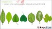 Biology Morphology of Flowering Plants part 16 (Types of Leaves: Simple, Compound) CBSE class 11 XI