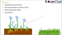 Biology Morphology of Flowering Plants part 11 (Sub-aerial stem) CBSE class 11
